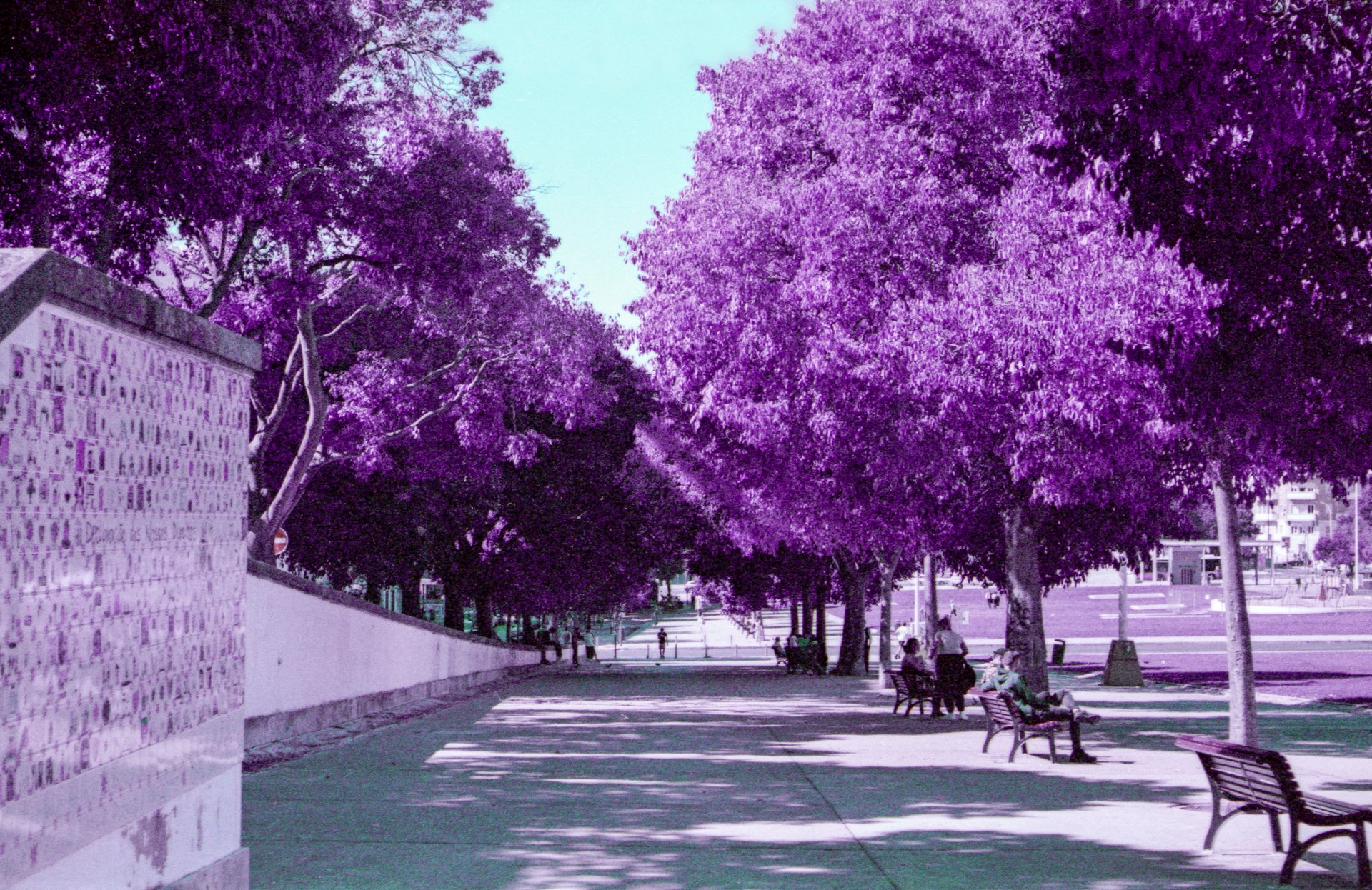 a park filled with lots of purple trees shot with a Lomography Lomochrome Purple 35mm film